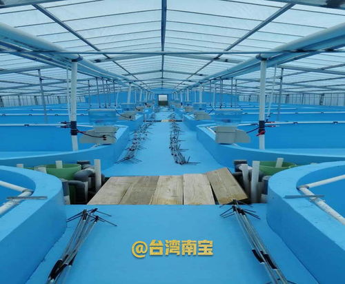 水泥錦鯉池刷養(yǎng)錦鯉魚(yú)池漆的作用與掛車漆的誤區(qū)解析